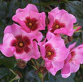 Роза 'Пис энд Лав' (флорибунда) (розовый)