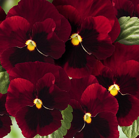 Виола Виттрока 'Инспаер Ред Блоч Плюс' (розовая с темным глазком)