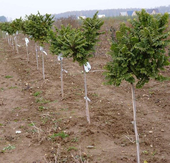 Вяз малый 'Жаклин Хиллер'