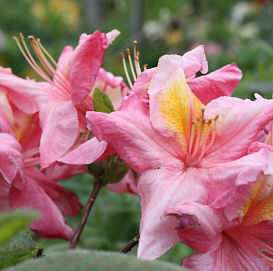 Рододендрон гибридный (азалия) 'Берри Роуз' (розово-лососевая)