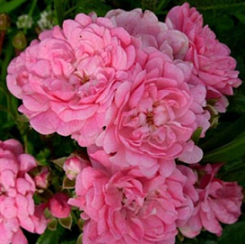 Роза 'Ашеймд Феар' (почвопокровная) (розовая)