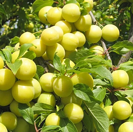 Алыча 'Лимонная'