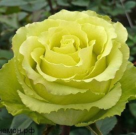 Роза 'Лимбо' (чайно-гибридная) (желтая)