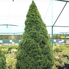 Ель сизая 'Коника'