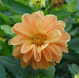 Георгина изменчивая 'Фигаро Оранж' (оранжевый) 