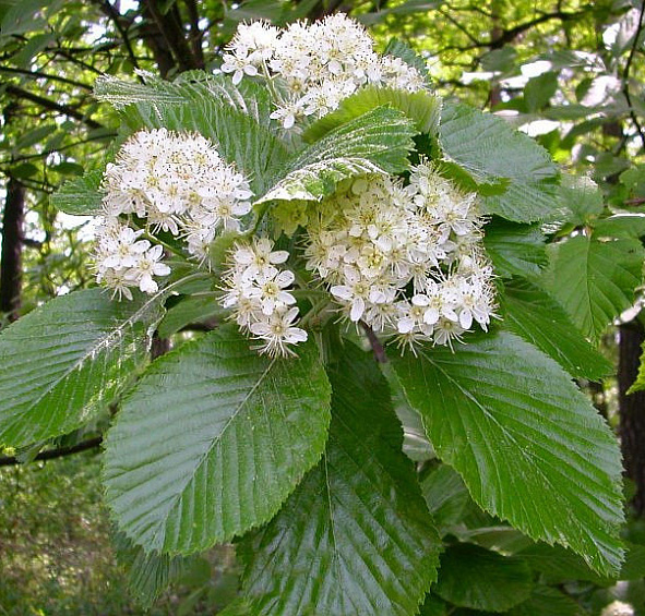 Рябина мучнистая 'Магнифика'