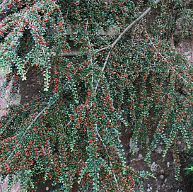 Кизильник горизонтальный