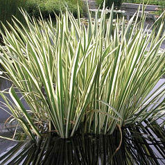 Аир болотный ’Вариегата’