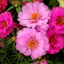 Семена Портулак