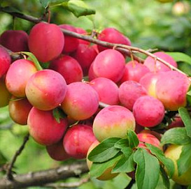 Алыча 'Кубанская комета'