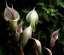 Аризема амурская