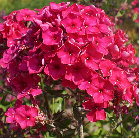 Флокс метельчатый 'Киев Праздничный'