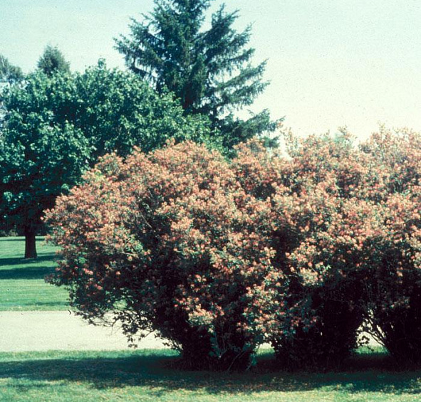 Жимолость татарская