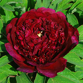 Пион древовидный (черный лоск) 'Ву Джин Яо Ху' (винно - красный)
