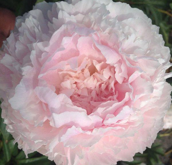 Пион молочноцветковый 'Шифон Парфэ' (коралово - белый)