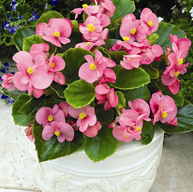 Бегония изящная 'Бада Бинг Пинк' (светло-розовая с зеленым листом)