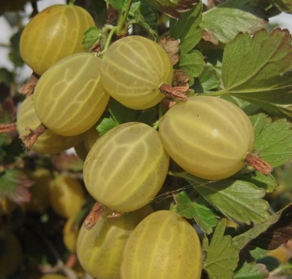 Крыжовник 'Куршу дзинтарс'