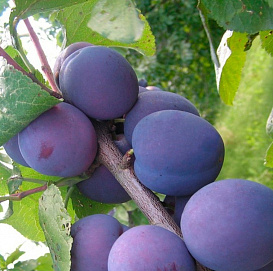 Слива 'Евразия'