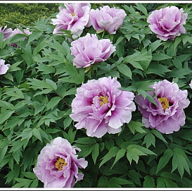 Пион древовидный (лиловый)
