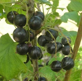 Смородина черная 'Сластена'