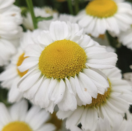 Нивяник великолепный 'Арктик Сноу' 