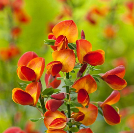 Ракитник венечный 'Лена'