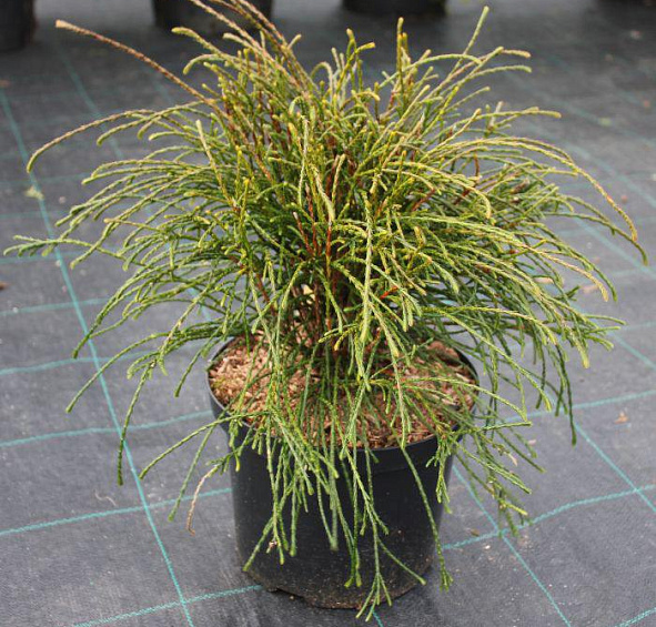 Туя складчатая 'Випкорд'