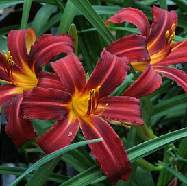 Лилейник гибридный 'Кримсон Пират'