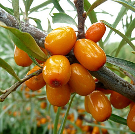 Облепиха 'Оранжевая'