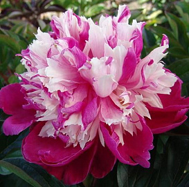 Пион гибридный 'Дэйдрим'