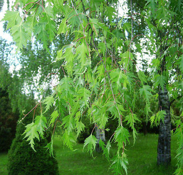 Береза повислая 'Лациниата'