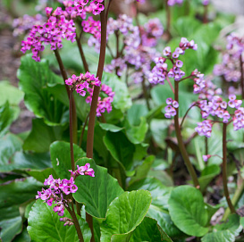 Бадан сердцелистный 'Винтерглют'