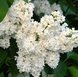 Сирень обыкновенная 'Мадам Феликс' (белая)