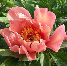 Пион Ито-гибрид 'Нью Орандж' (коралово - персиковый)