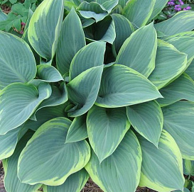 Хоста гибридная (вздутая, волнистая) 'Регал Сплендор'