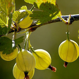 Крыжовник 'Русский желтый'