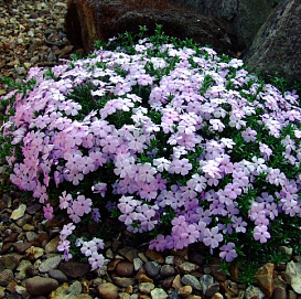 Флокс Дугласа 'Лилак Клауд'