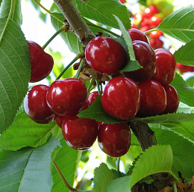 Черешня 'Юбилейная ростка'