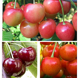 Черешня 'Брянская розовая/Юлия/Вал.Чкалов' (тройная прививка)