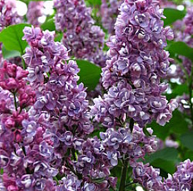 Сирень обыкновенная 'Леонид Колесников' (красно - фиолетовая)