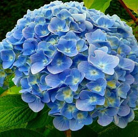 Гортензия крупнолистная 'Никко Блю'
