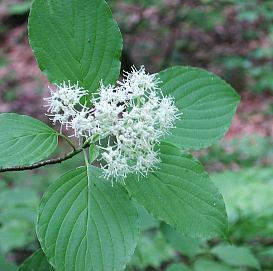 Дерен очереднолистный