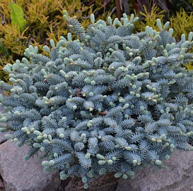 Пихта корейская 'Блю Эмперор'