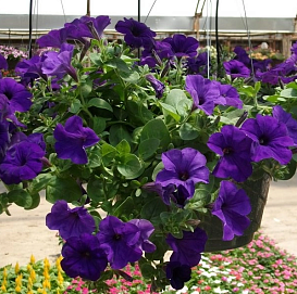 Петуния (сурфиния) гибридная 'Изи Вейв Блю Скай'