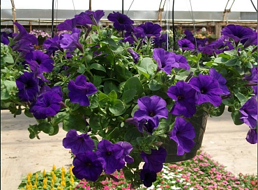 Петуния (сурфиния) гибридная 'Изи Вейв Блю Скай'