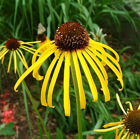 Эхинацея пурпурная 'Парадокса'