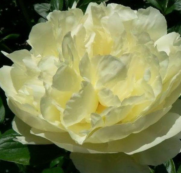 Пион молочноцветковый 'Лемон Шифон' (лимонно - желтый)