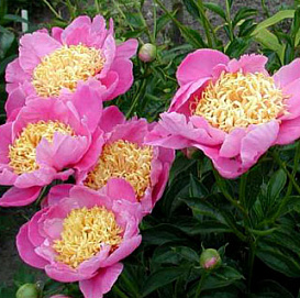 Пион молочноцветковый 'Антверпен'