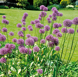 Лук афлатунский (анзур)