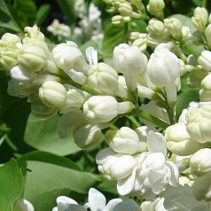 Сирень обыкновенная 'Жанна Дарк' (белая)